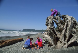 aangespoeld hout op het strand | Washington State